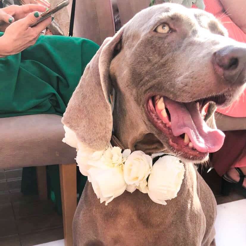 Coroa de Flores para cão