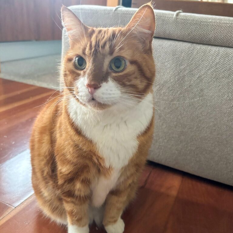 Augie