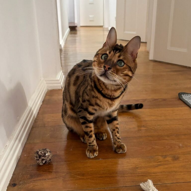 Django