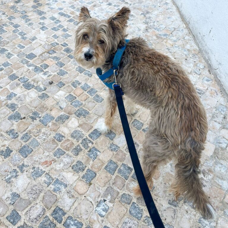 Jaime