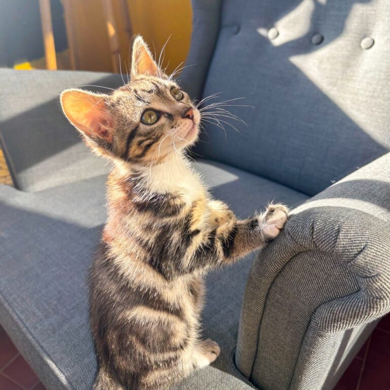 Loki