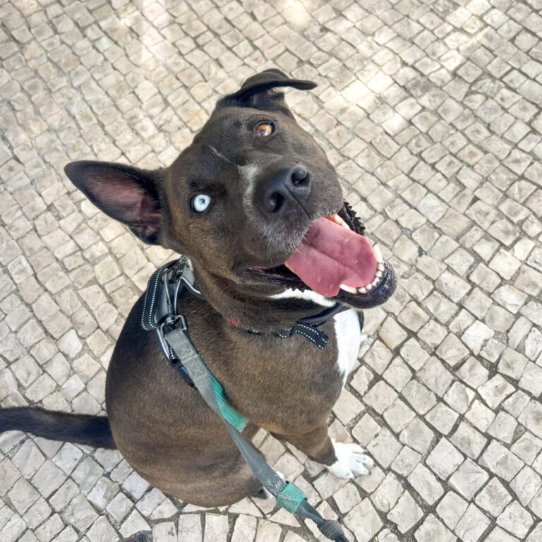 Nitro