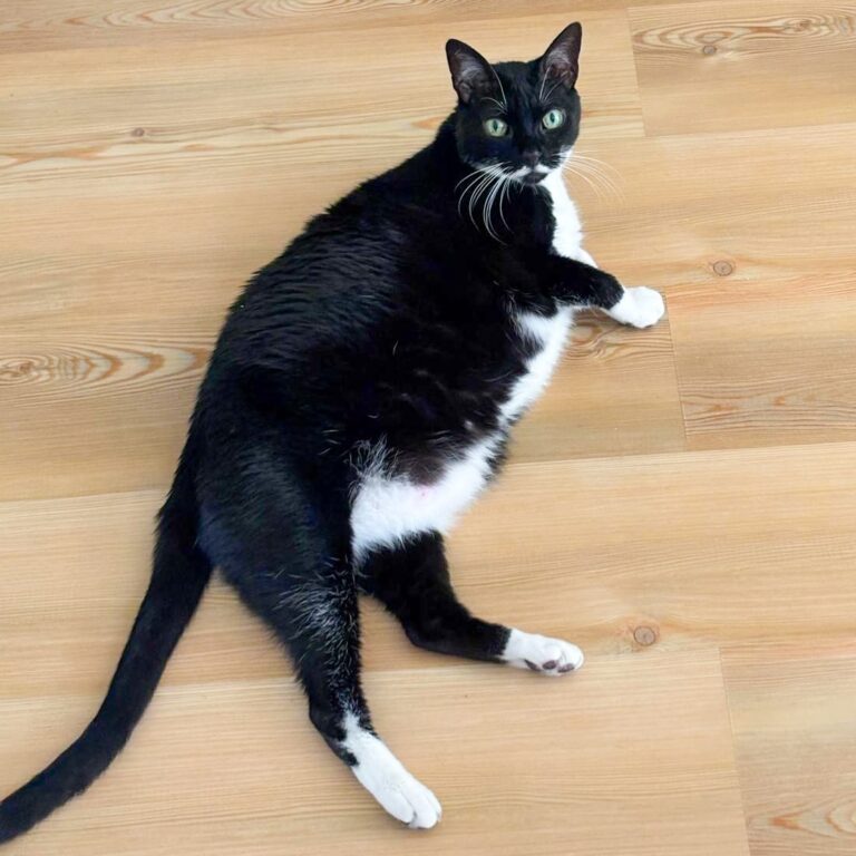 Tico